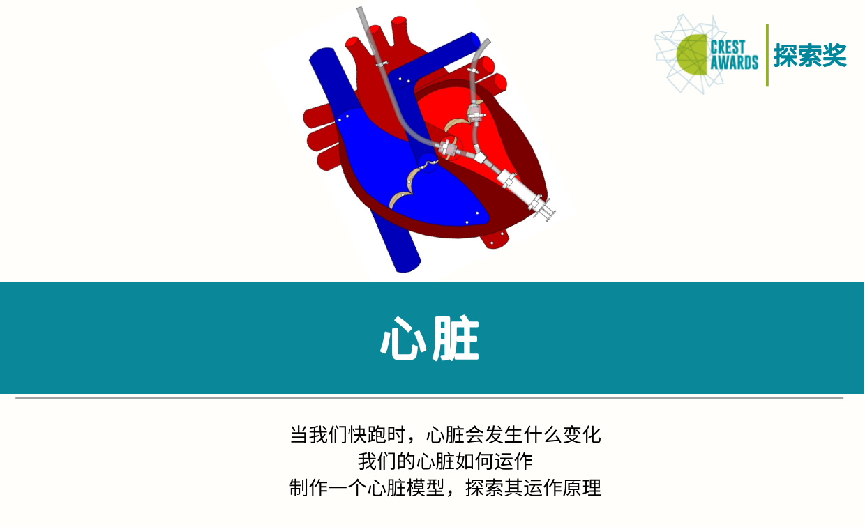 心脏